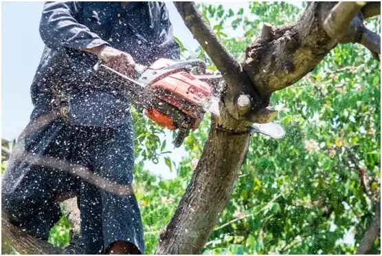 tree services Locust Grove